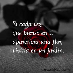 Frases de amor bonitas para dedicar 13 Mensajes de amor Rosa 14