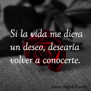 Frases de amor bonitas para dedicar 14 Mensajes de amor Rosa 15