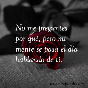 Frases de amor bonitas para dedicar 21 Mensajes de amor Rosa 24
