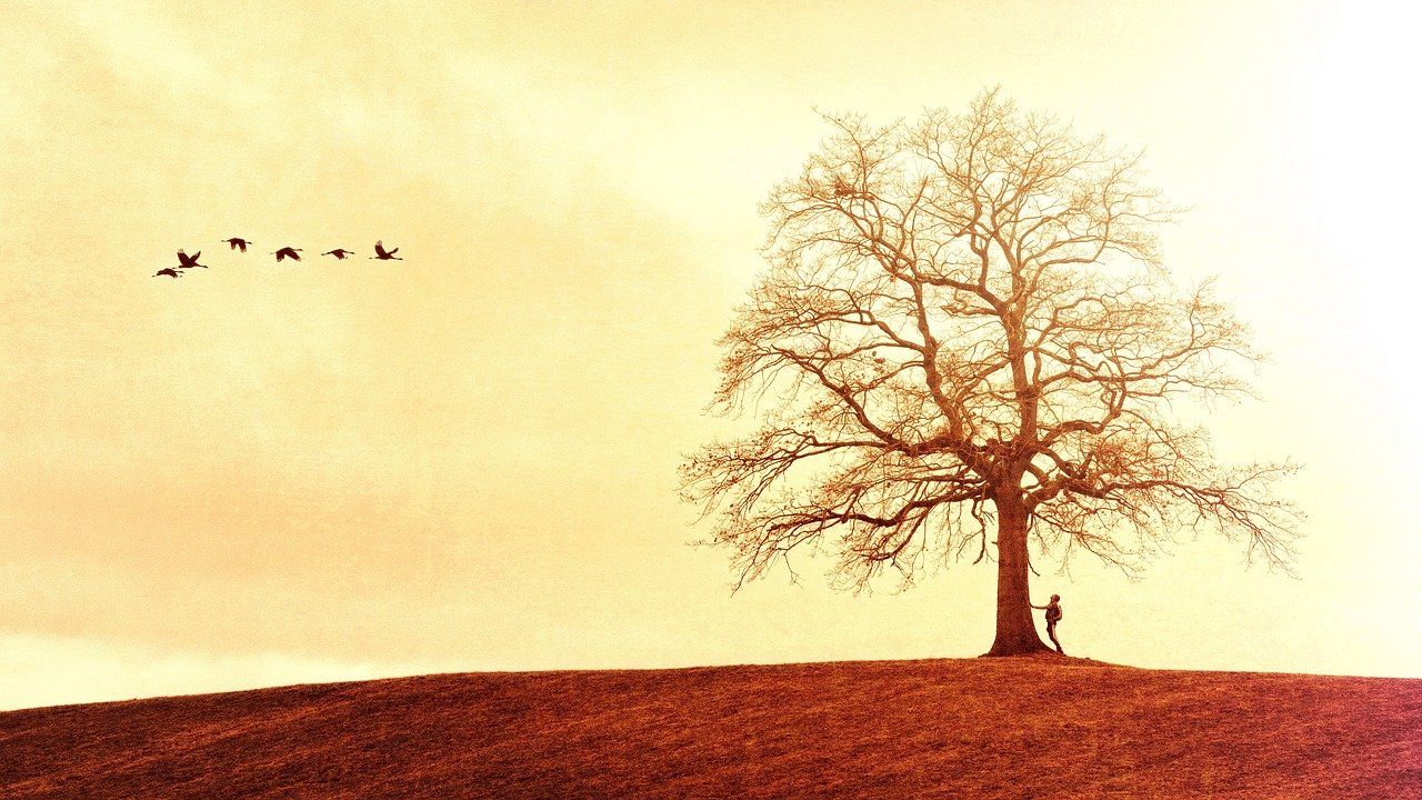 Test del árbol
