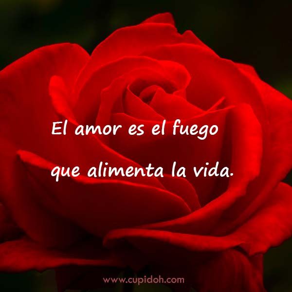 12 Mensajes de Amor para Enamorar 5 mensajes de amor para enamorar