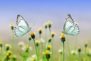 ¿Cómo conquistar a los signos de Aire? 9 signos de aire